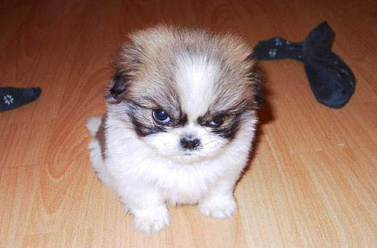 angry_dog.jpg